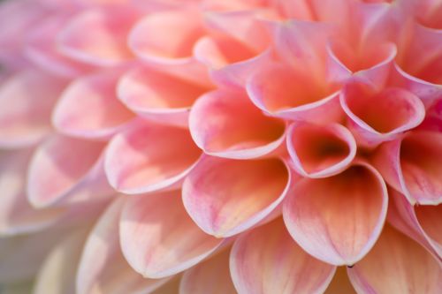 Click Here To Enlarge This Photo Of Heal Your Attachment Style to End Your Relationship Struggles