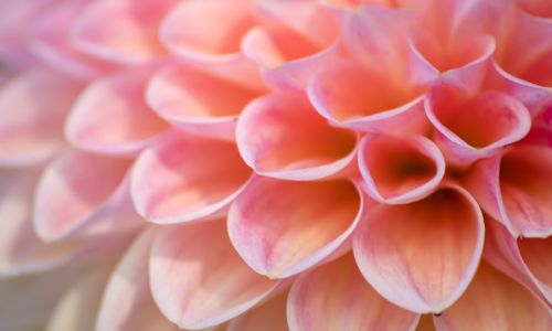 Heal Your Attachment Style to End Your Relationship Struggles